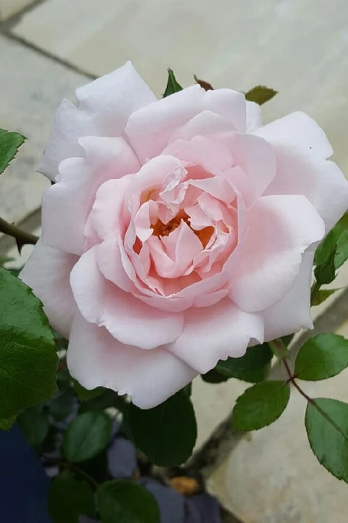 New Dawn Climbing Rose - 5 Gallon Pot 8 New Dawn Climbing Rose - 5 Gallon Pot - Image 8