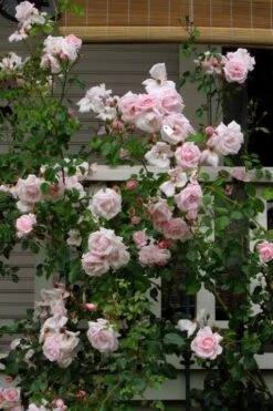 New Dawn Climbing Rose - 3 Gallon Pot -Garden Plant Shop Rose Climbing New Dawn 14