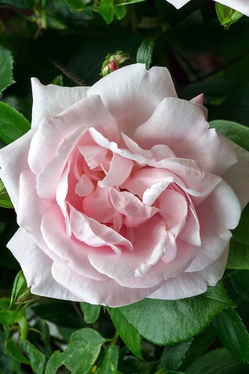 New Dawn Climbing Rose - 5 Gallon Pot 10 New Dawn Climbing Rose - 5 Gallon Pot - Image 10