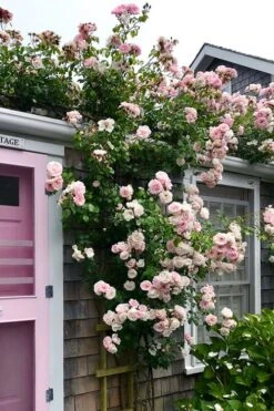 New Dawn Climbing Rose - 3 Gallon Pot -Garden Plant Shop Rose Climbing New Dawn 18