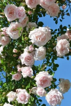 New Dawn Climbing Rose - 5 Gallon Pot 13 New Dawn Climbing Rose - 5 Gallon Pot -Garden Plant Shop Rose Climbing New Dawn 2 1