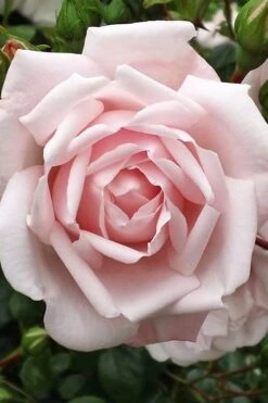 New Dawn Climbing Rose - 5 Gallon Pot