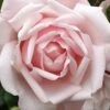New Dawn Climbing Rose - 3 Gallon Pot