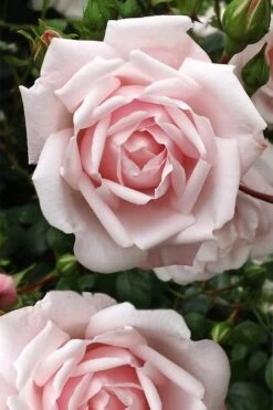 New Dawn Climbing Rose - 5 Gallon Pot 14 New Dawn Climbing Rose - 5 Gallon Pot -Garden Plant Shop Rose Climbing New Dawn 4 1