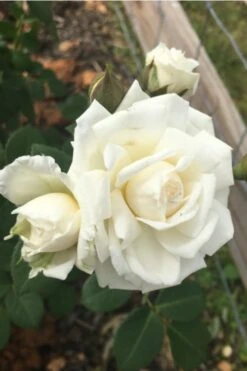 Cloud 10 Climbing Rose - 3 Gallon Pot -Garden Plant Shop Rose Cloud 10 10