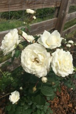 Cloud 10 Climbing Rose - 3 Gallon Pot -Garden Plant Shop Rose Cloud 10 11