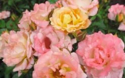 Peach Drift Groundcover Rose - 1 Gallon Pot -Garden Plant Shop Rose Drift Peach 2