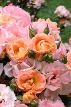 Peach Drift Groundcover Rose - 3 Gallon Pot -Garden Plant Shop Rose Drift Peach 22
