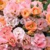 Peach Drift Groundcover Rose - 1 Gallon Pot