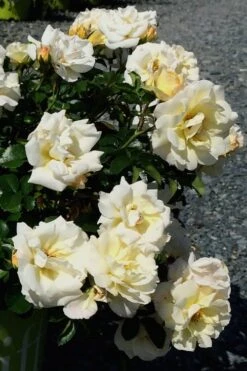 Popcorn Drift Groundcover Rose - 3 Gallon Pot -Garden Plant Shop Rose Drift Popcorn 10 2