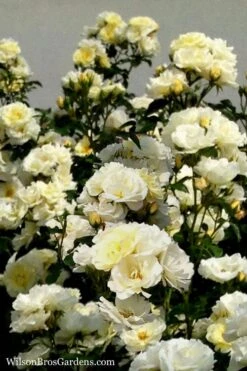 Popcorn Drift Groundcover Rose - 1 Gallon Pot -Garden Plant Shop Rose Drift Popcorn 16