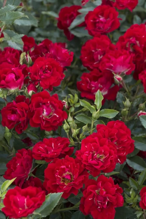 Red Drift Groundcover Rose - 1 Gallon Pot 1 Red Drift Groundcover Rose - 1 Gallon Pot