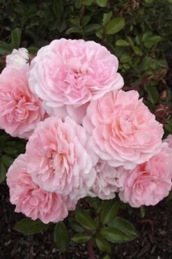 Sweet Drift Groundcover Rose - 3 Gallon Pot -Garden Plant Shop Rose Drift Sweet 20