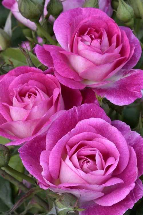 Easy To Please Rose - 3 Gallon Pot 1 Easy To Please Rose - 3 Gallon Pot