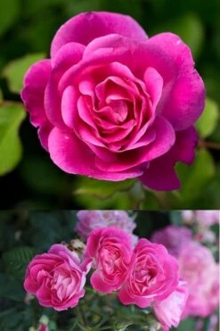 Easy To Please Rose - 3 Gallon Pot 7 Easy To Please Rose - 3 Gallon Pot -Garden Plant Shop Rose Easy To Please 2
