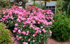 Pink Double Knock Out Rose - 1 Gallon Pot -Garden Plant Shop Rose Knock Out Double Pink 2