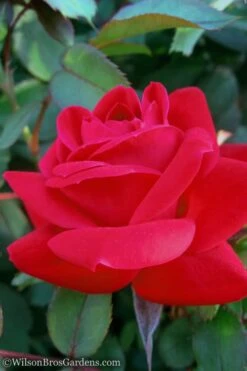 Red Double Knock Out Rose - 5 Gallon Pot -Garden Plant Shop Rose Knock Out Double Red 10