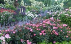 Swamp Rose (Rosa Palustris) - 3 Pack Of 1.5 Quart Pots 12 Swamp Rose (Rosa Palustris) - 3 Pack Of 1.5 Quart Pots -Garden Plant Shop Rose Knock Out Pink 8