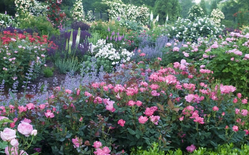 Swamp Rose (Rosa Palustris) - 3 Pack Of 1.5 Quart Pots 6 Swamp Rose (Rosa Palustris) - 3 Pack Of 1.5 Quart Pots - Image 6