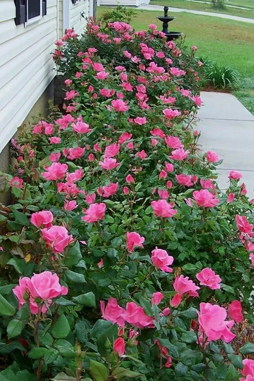 Swamp Rose (Rosa Palustris) - 3 Pack Of 1.5 Quart Pots 4 Swamp Rose (Rosa Palustris) - 3 Pack Of 1.5 Quart Pots - Image 4