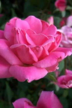 Pink Double Knock Out Rose - 1 Gallon Pot -Garden Plant Shop Rose Knock Out Pink Double 10