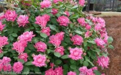 Pink Double Knock Out Rose - 1 Gallon Pot -Garden Plant Shop Rose Knockout Pink Double 21