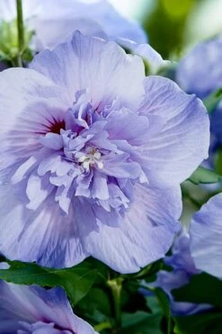 Blue Chiffon Rose Of Sharon - 2 Gallon Pot 11 Blue Chiffon Rose Of Sharon - 2 Gallon Pot -Garden Plant Shop Rose Of Sharon Blue Chiffon 10 1
