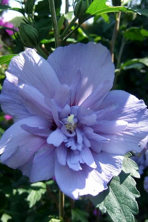 Blue Chiffon Rose Of Sharon - 5 Gallon Pot 1 Blue Chiffon Rose Of Sharon - 5 Gallon Pot