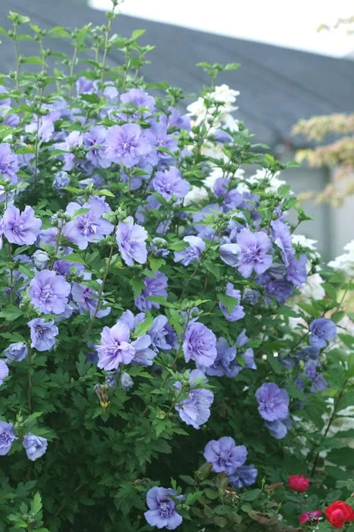 Blue Chiffon Rose Of Sharon - 2 Gallon Pot 4 Blue Chiffon Rose Of Sharon - 2 Gallon Pot - Image 4