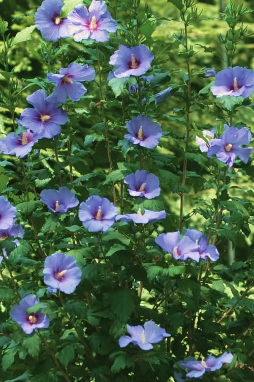 Blue Satin Rose Of Sharon - Hibiscus - Althea - 3 Gallon Pot 6 Blue Satin Rose Of Sharon - Hibiscus - Althea - 3 Gallon Pot - Image 6