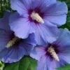 Blue Satin Rose Of Sharon - Hibiscus - Althea - 5 Gallon Pot