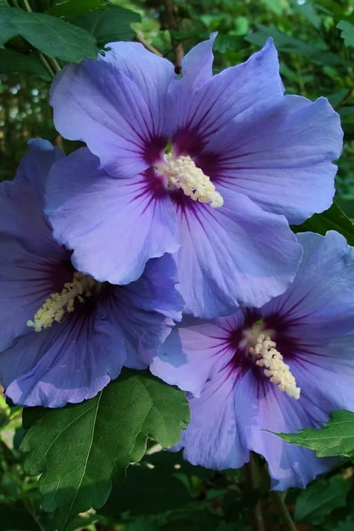 Blue Satin Rose Of Sharon - Hibiscus - Althea - 3 Gallon Pot 1 Blue Satin Rose Of Sharon - Hibiscus - Althea - 3 Gallon Pot