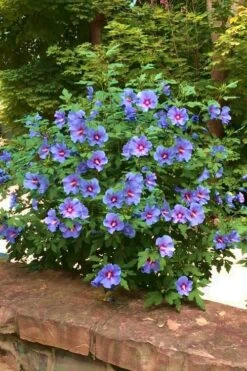 Blue Satin Rose Of Sharon - Hibiscus - Althea - 2 Gallon Pot -Garden Plant Shop Rose Of Sharon Blue Satin 16 1