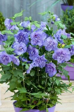 Blue Chiffon Rose Of Sharon - 5 Gallon Pot 12 Blue Chiffon Rose Of Sharon - 5 Gallon Pot -Garden Plant Shop Rose Of Sharon BlueChiffon 6