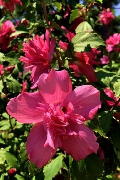 Lucy Rose Of Sharon (Single Trunk Tree) - 7 Gallon Pot (4-5') -Garden Plant Shop Rose Of Sharon Lucy 13 1