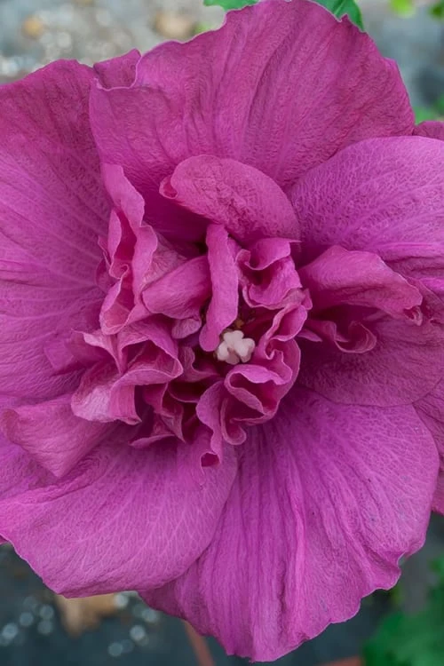Magenta Chiffon Rose Of Sharon - Hibiscus Syriacus - 2 Gallon Pot 7 Magenta Chiffon Rose Of Sharon - Hibiscus Syriacus - 2 Gallon Pot - Image 7