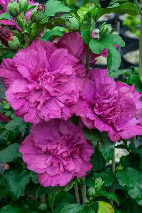 Magenta Chiffon Rose Of Sharon - Hibiscus Syriacus - 3 Gallon Pot 1 Magenta Chiffon Rose Of Sharon - Hibiscus Syriacus - 3 Gallon Pot