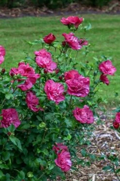 Magenta Chiffon Rose Of Sharon - Hibiscus Syriacus - 3 Gallon Pot 12 Magenta Chiffon Rose Of Sharon - Hibiscus Syriacus - 3 Gallon Pot -Garden Plant Shop Rose Of Sharon Magenta Chiffon 6 1