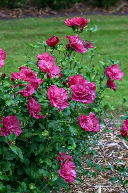 Magenta Chiffon Rose Of Sharon - Hibiscus Syriacus - 3 Gallon Pot 6 Magenta Chiffon Rose Of Sharon - Hibiscus Syriacus - 3 Gallon Pot - Image 6