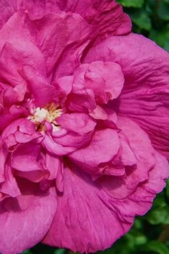 Magenta Chiffon Rose Of Sharon (Hibiscus Syriacus) - 5 Gallon Pot -Garden Plant Shop Rose Of Sharon Magenta Chiffon 7