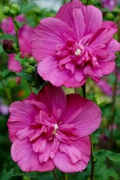 Magenta Chiffon Rose Of Sharon - Hibiscus Syriacus - 3 Gallon Pot 10 Magenta Chiffon Rose Of Sharon - Hibiscus Syriacus - 3 Gallon Pot -Garden Plant Shop Rose Of Sharon Magenta Chiffon 8 1