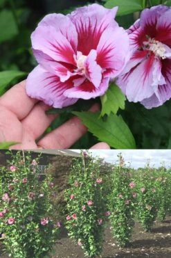 Purple Pillar Rose Of Sharon - 3 Gallon Pot -Garden Plant Shop Rose Of Sharon Purple Pillar