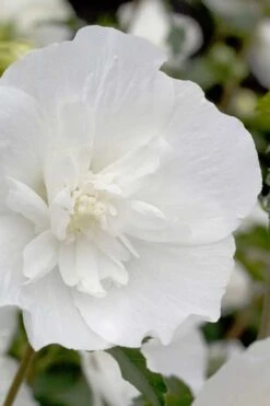 White Pillar Rose Of Sharon - 2 Gallon Pot -Garden Plant Shop Rose Of Sharon White Pillar 2