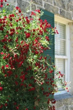 Red Cascade Miniature Climbing Rose - 1 Gallon Pot -Garden Plant Shop Rose Red Cascade 10