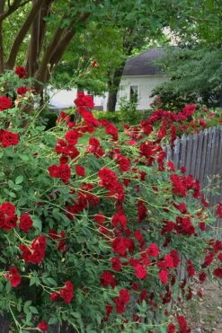 Red Cascade Miniature Climbing Rose - 2.5 Quart Pot 18 Red Cascade Miniature Climbing Rose - 2.5 Quart Pot -Garden Plant Shop Rose Red Cascade 11 2