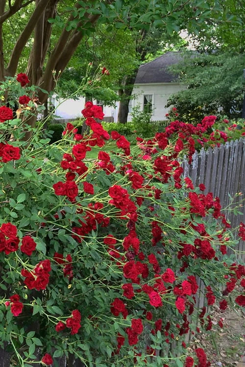 Red Cascade Miniature Climbing Rose - 2.5 Quart Pot 9 Red Cascade Miniature Climbing Rose - 2.5 Quart Pot - Image 9
