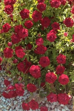 Red Cascade Miniature Climbing Rose - 6 Pack Of 1 Gallon Pots -Garden Plant Shop Rose Red Cascade 12 1