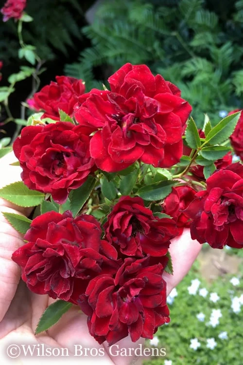 Red Cascade Miniature Climbing Rose - 2.5 Quart Pot 1 Red Cascade Miniature Climbing Rose - 2.5 Quart Pot
