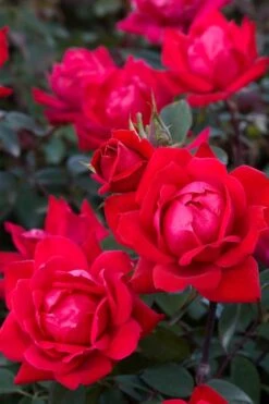 Red Double Knock Out Rose - 5 Gallon Pot -Garden Plant Shop Rose Red Double Knockout BS