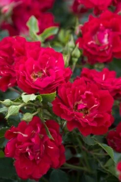 Red Drift Groundcover Rose - 2 Gallon Pot 11 Red Drift Groundcover Rose - 2 Gallon Pot -Garden Plant Shop Rose Red Drift BS